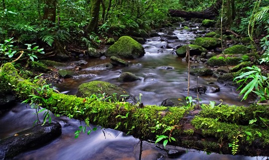 clud forest reserve